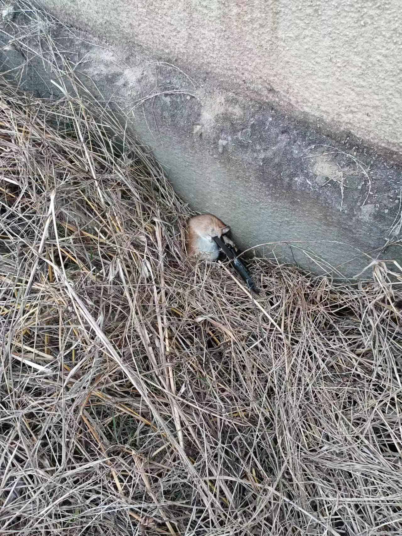 横江镇七机排水库库底灭鼠消毒服务